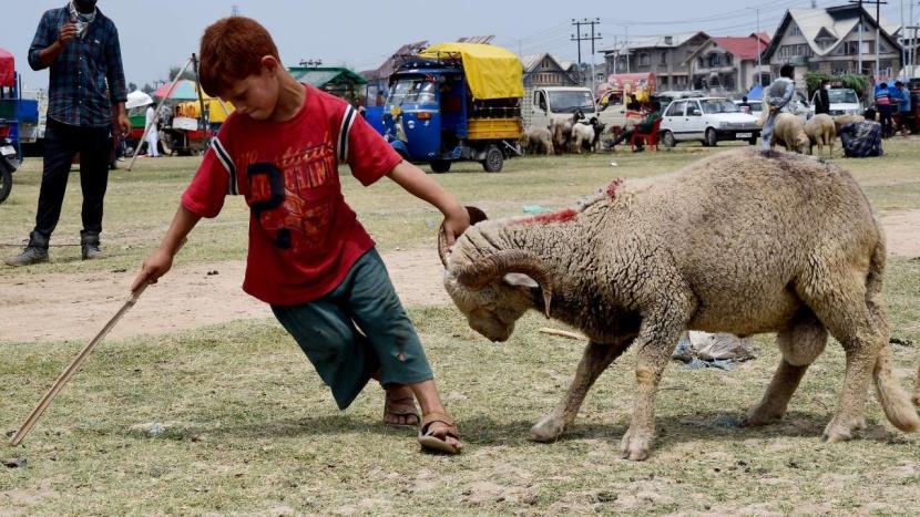 J&K administration makes u-turn on bovine animal slaughter ban on Bakra Eid  - Jammu Links News