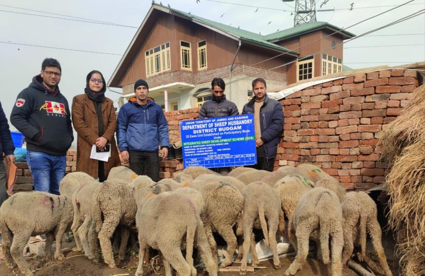 Over 900 sheep, goat units set up under J&K Government scheme in 2021-22 -  Jammu Links News