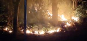 Forest fire reaches Nainital High Court Colony; a...