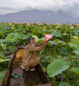 Lotus beds reappear in Wular Lake after 3 decades