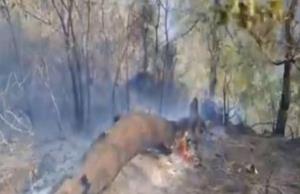 Forest fire near NH-144A brought under control