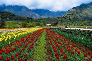 Srinagar tulip garden to be closed Tomorrow after...