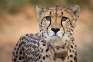 One of eight cheetahs introduced at Kuno from Nam...