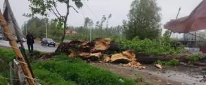 Strong winds hit North Kashmir parts, no causalit...