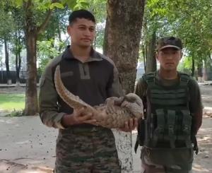 Army rescues pangolin in Akhnoor, hands it to Wil...