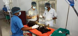 JMC Intensifies Efforts to Control Stray Dog Popu...