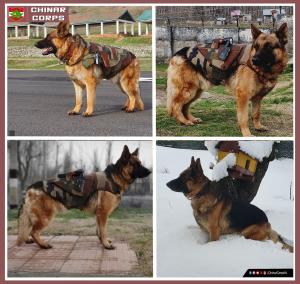 Army pays tributes to first assault canine dog in...