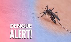 91 more dengue cases reported