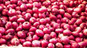 Govt allows onion exports to Bangladesh, Mauritiu...