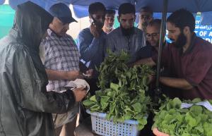Director Agriculture launches vegetable seedling ...