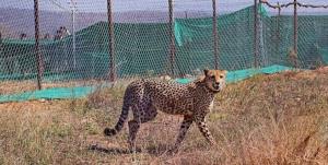 Cheetah from Kuno National Park strays into Rajas...